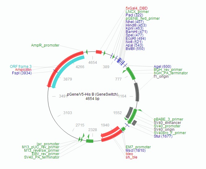 pGene/V5-His B载体图谱2